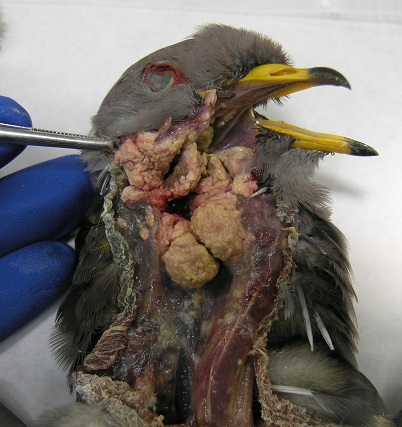 Band-tailed pigeon with oral lesions caused by avian trichomonosis.